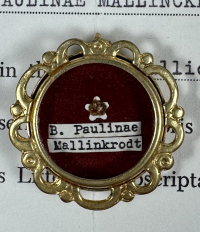 1987 Documented reliquary theca with relic of Bl. Pauline von Mallinckrodt,  founder of the Sisters of Christian Charity
